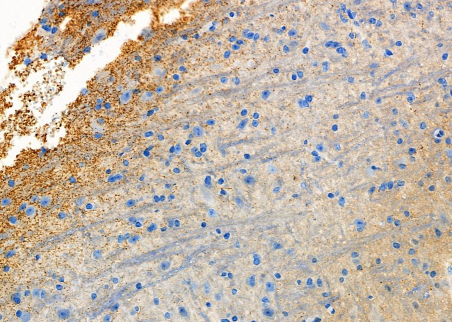 Phospho-Synapsin 1 (Ser9) Antibody in Immunohistochemistry (Paraffin) (IHC (P))