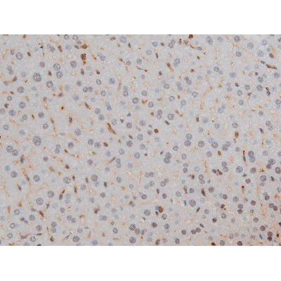 Phospho-Filamin A (Ser2152) Antibody in Immunohistochemistry (Paraffin) (IHC (P))