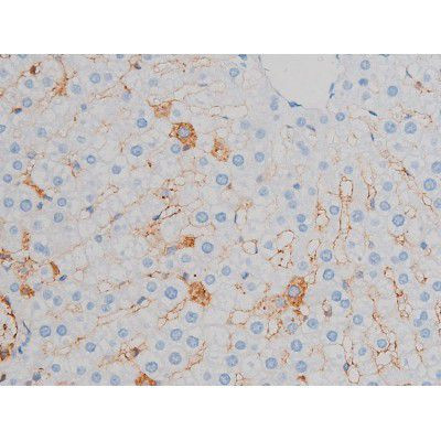 Phospho-p70 S6 Kinase (Ser371) Antibody in Immunohistochemistry (Paraffin) (IHC (P))