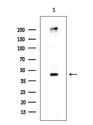 Phospho-MKP1/MKP2 (Ser296, Ser318) Antibody in Western Blot (WB)