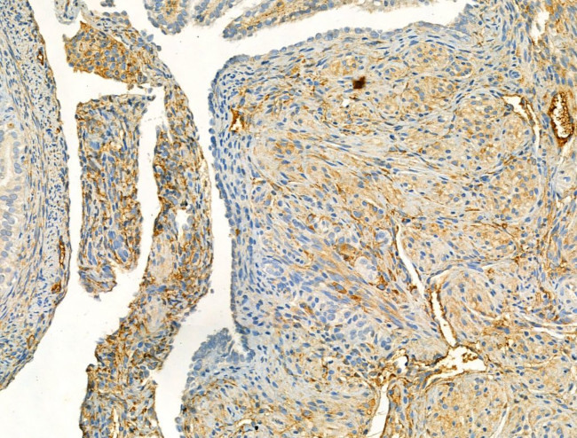 Phospho-eNOS (Ser1177) Antibody in Immunohistochemistry (Paraffin) (IHC (P))