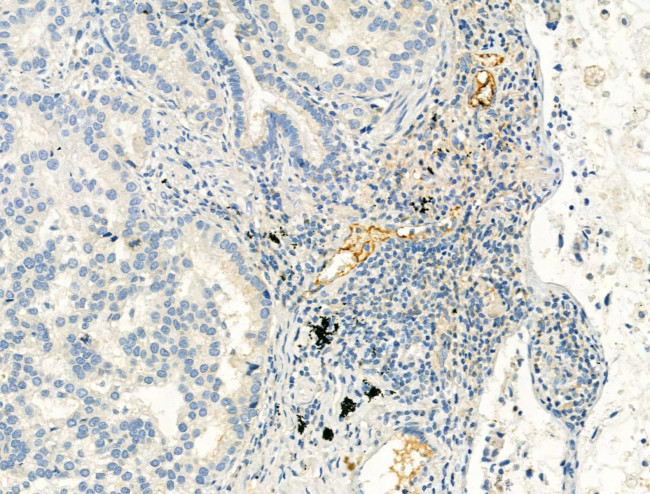 Phospho-eNOS (Ser1177) Antibody in Immunohistochemistry (Paraffin) (IHC (P))