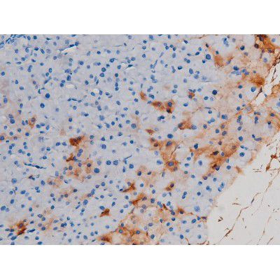 Phospho-Cdc25A (Ser178) Antibody in Immunohistochemistry (Paraffin) (IHC (P))