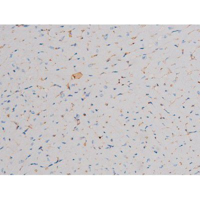 Phospho-Cdc25A (Ser178) Antibody in Immunohistochemistry (Paraffin) (IHC (P))