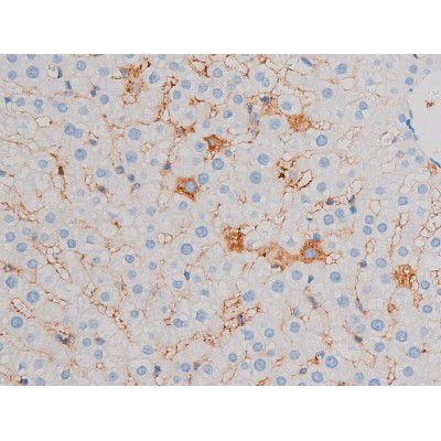 Phospho-CDC25B (Ser323) Antibody in Immunohistochemistry (Paraffin) (IHC (P))