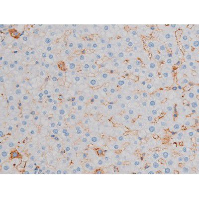 Phospho-AKT1 (Thr450) Antibody in Immunohistochemistry (Paraffin) (IHC (P))