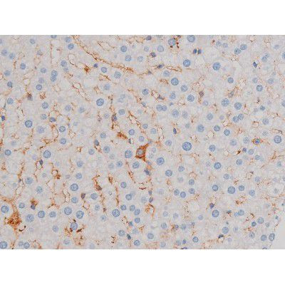 Phospho-AKT1 (Ser124) Antibody in Immunohistochemistry (Paraffin) (IHC (P))