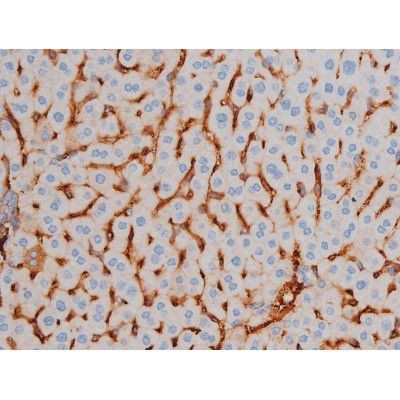 Phospho-AKT1 (Ser124) Antibody in Immunohistochemistry (Paraffin) (IHC (P))