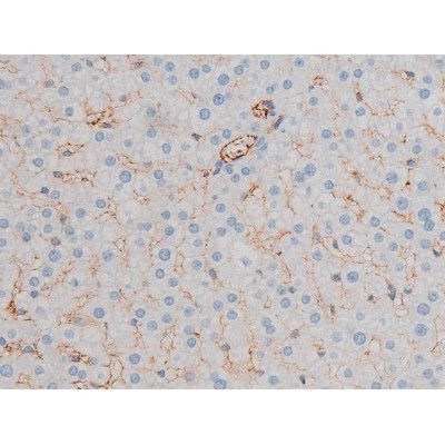 Phospho-AKT1 (Ser124) Antibody in Immunohistochemistry (Paraffin) (IHC (P))