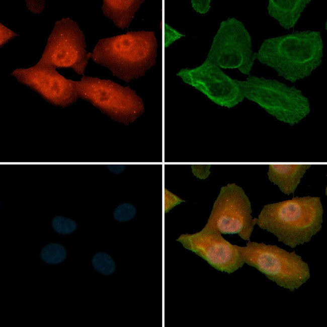 Phospho-NF2 (Ser518) Antibody in Immunocytochemistry (ICC/IF)