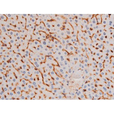 Phospho-IRS1 (Ser636) Antibody in Immunohistochemistry (Paraffin) (IHC (P))