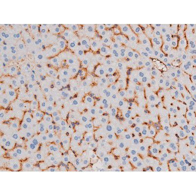 Phospho-IRS1 (Ser636) Antibody in Immunohistochemistry (Paraffin) (IHC (P))