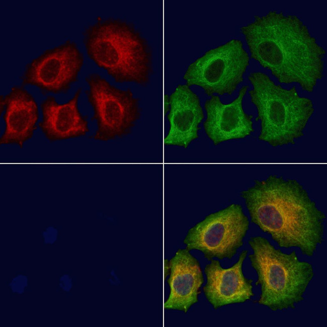 Phospho-IRS1 (Ser639) Antibody in Immunocytochemistry (ICC/IF)