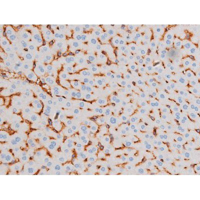 Phospho-IRS1 (Ser639) Antibody in Immunohistochemistry (Paraffin) (IHC (P))