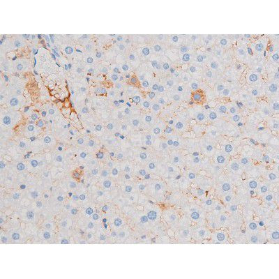 Phospho-IRS1 (Ser639) Antibody in Immunohistochemistry (Paraffin) (IHC (P))