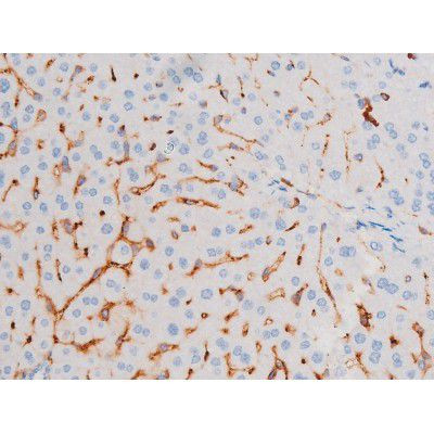 Phospho-IRS1 (Ser639) Antibody in Immunohistochemistry (Paraffin) (IHC (P))