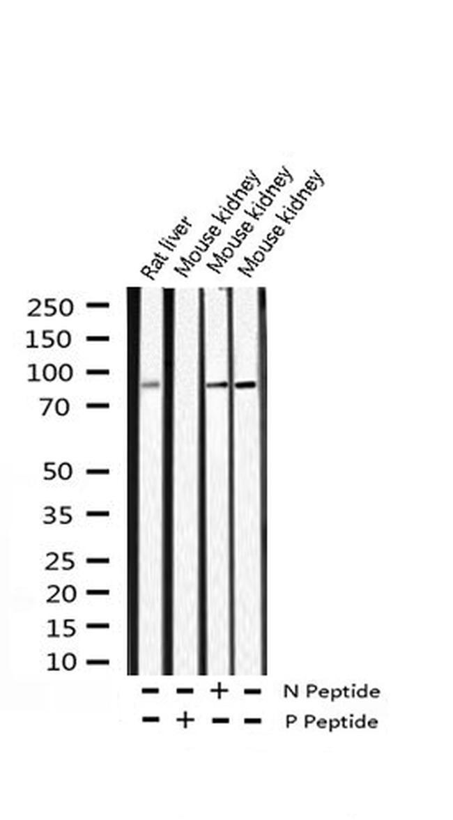 Phospho-AHR (Ser36) Antibody in Western Blot (WB)