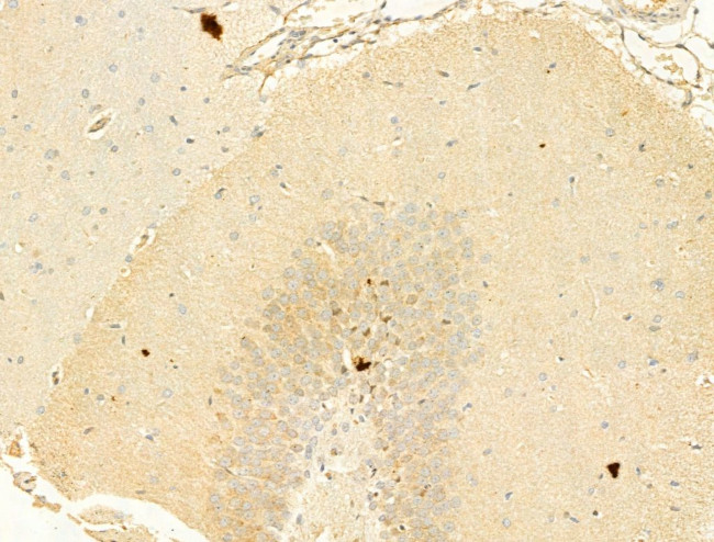 Phospho-Alpha-synuclein (Ser129) Antibody in Immunohistochemistry (Paraffin) (IHC (P))