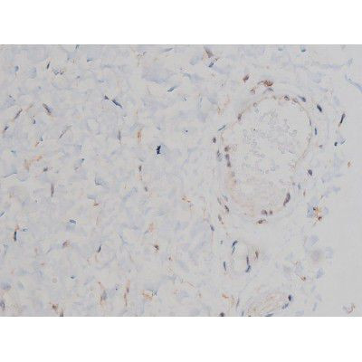 Phospho-Alpha-synuclein (Ser129) Antibody in Immunohistochemistry (Paraffin) (IHC (P))