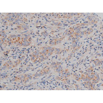 Phospho-Alpha-synuclein (Ser129) Antibody in Immunohistochemistry (Paraffin) (IHC (P))