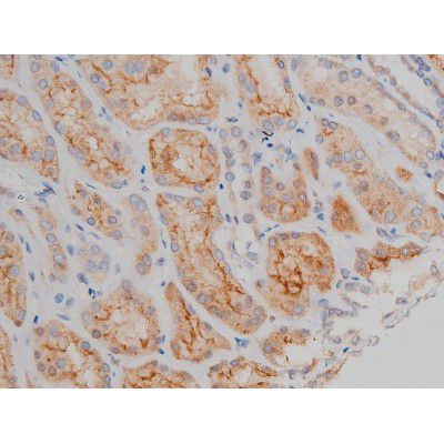 Phospho-Alpha-synuclein (Ser129) Antibody in Immunohistochemistry (Paraffin) (IHC (P))