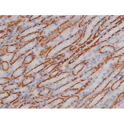 Phospho-Alpha-synuclein (Ser129) Antibody in Immunohistochemistry (Paraffin) (IHC (P))