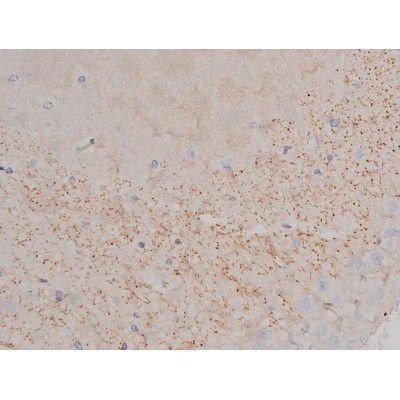 Phospho-Alpha-synuclein (Ser129) Antibody in Immunohistochemistry (Paraffin) (IHC (P))