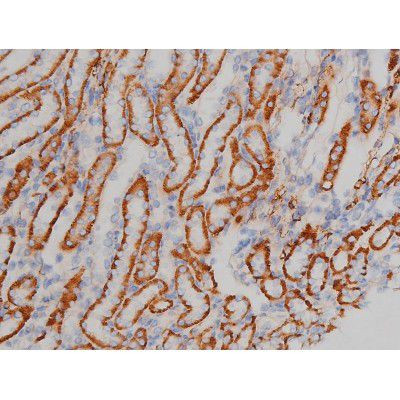 Phospho-Alpha-synuclein (Ser129) Antibody in Immunohistochemistry (Paraffin) (IHC (P))