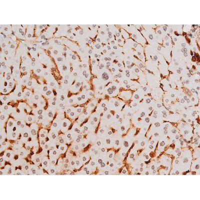 Phospho-SYK (Tyr525) Antibody in Immunohistochemistry (Paraffin) (IHC (P))