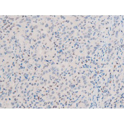 Phospho-GATA4 (Ser262) Antibody in Immunohistochemistry (Paraffin) (IHC (P))