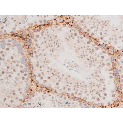 Phospho-GATA4 (Ser262) Antibody in Immunohistochemistry (Paraffin) (IHC (P))