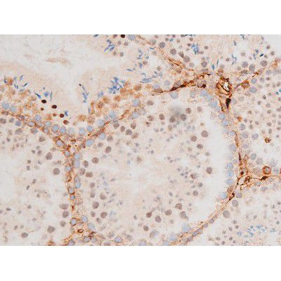 Phospho-GATA4 (Ser262) Antibody in Immunohistochemistry (Paraffin) (IHC (P))