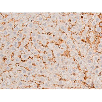 Phospho-GATA4 (Ser262) Antibody in Immunohistochemistry (Paraffin) (IHC (P))