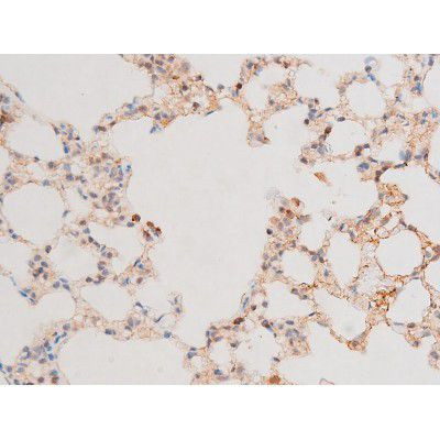 Phospho-GATA4 (Ser262) Antibody in Immunohistochemistry (Paraffin) (IHC (P))