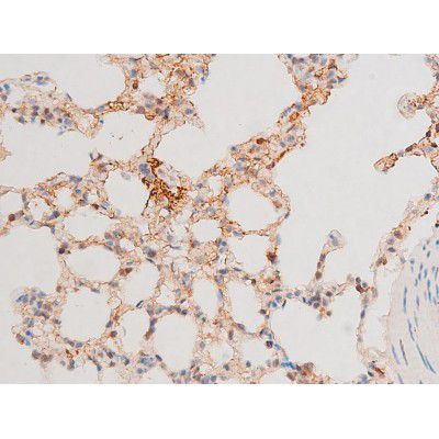 Phospho-GATA4 (Ser262) Antibody in Immunohistochemistry (Paraffin) (IHC (P))