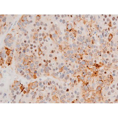 Phospho-GATA4 (Ser262) Antibody in Immunohistochemistry (Paraffin) (IHC (P))