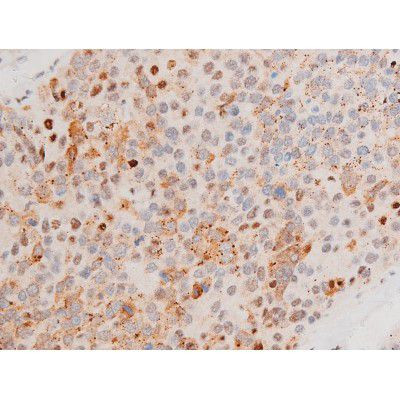 Phospho-GATA4 (Ser262) Antibody in Immunohistochemistry (Paraffin) (IHC (P))