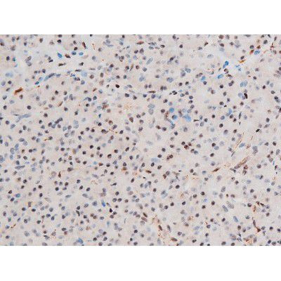 Phospho-GATA4 (Ser262) Antibody in Immunohistochemistry (Paraffin) (IHC (P))