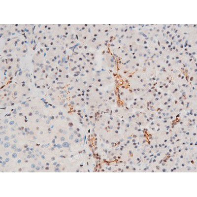 Phospho-GATA4 (Ser262) Antibody in Immunohistochemistry (Paraffin) (IHC (P))