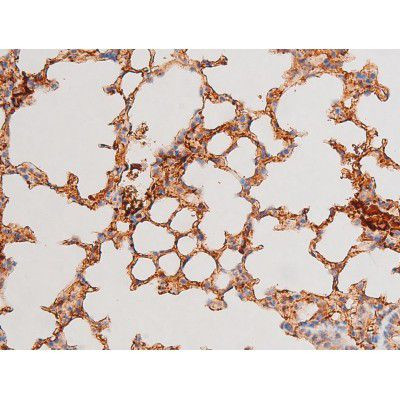 Phospho-GATA4 (Ser262) Antibody in Immunohistochemistry (Paraffin) (IHC (P))