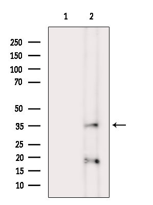 Phospho-Crk (Tyr221) Antibody in Western Blot (WB)