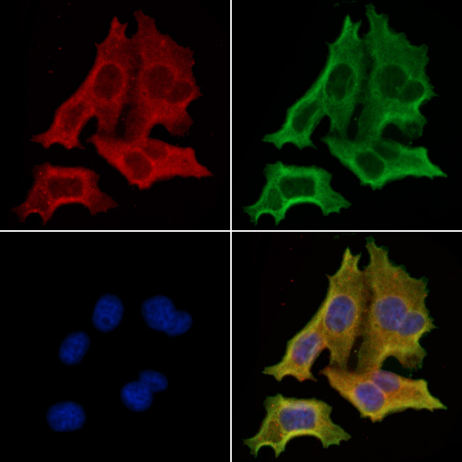 Phospho-GSK3 alpha/beta (Tyr279, Tyr216) Antibody in Immunocytochemistry (ICC/IF)