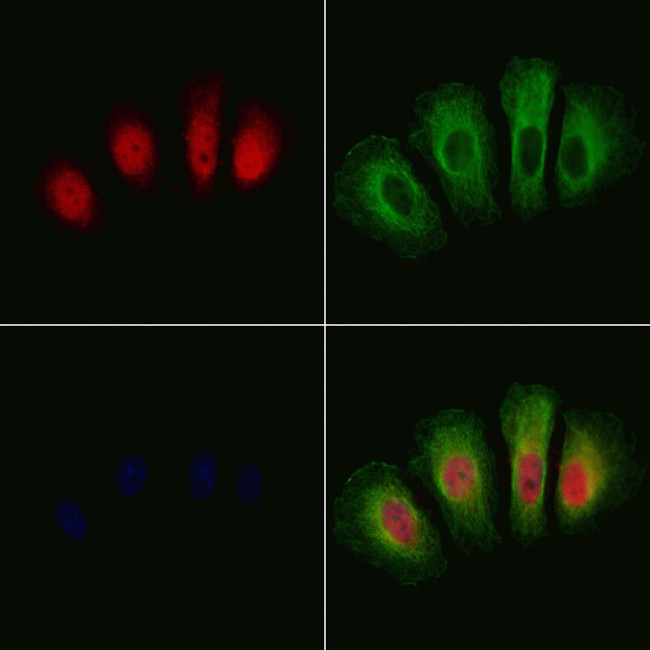 Phospho-GSK3 alpha/beta (Tyr279, Tyr216) Antibody in Immunocytochemistry (ICC/IF)