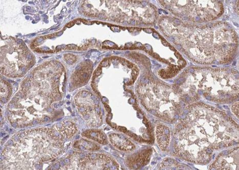 Phospho-GSK3 alpha/beta (Tyr279, Tyr216) Antibody in Immunohistochemistry (Paraffin) (IHC (P))