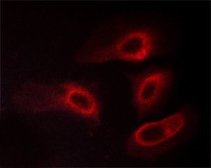 Phospho-14-3-3 zeta (Ser58) Antibody in Immunocytochemistry (ICC/IF)