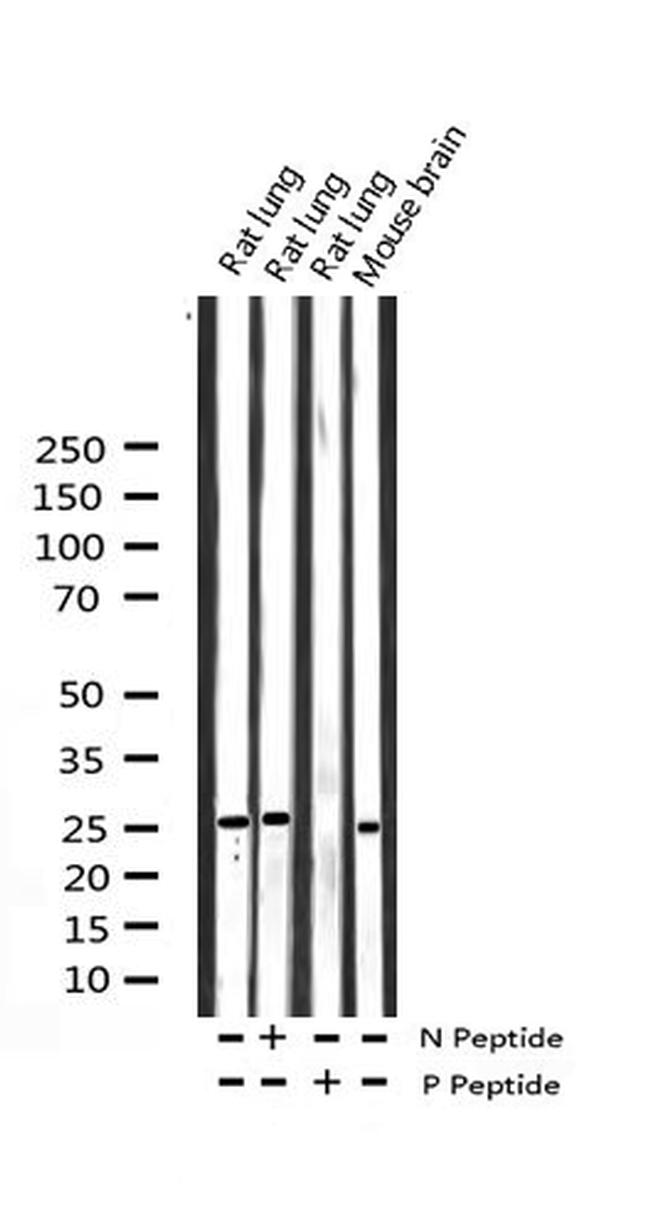 Phospho-14-3-3 zeta (Ser58) Antibody in Western Blot (WB)