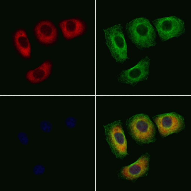 Phospho-14-3-3 zeta (Thr232) Antibody in Immunocytochemistry (ICC/IF)