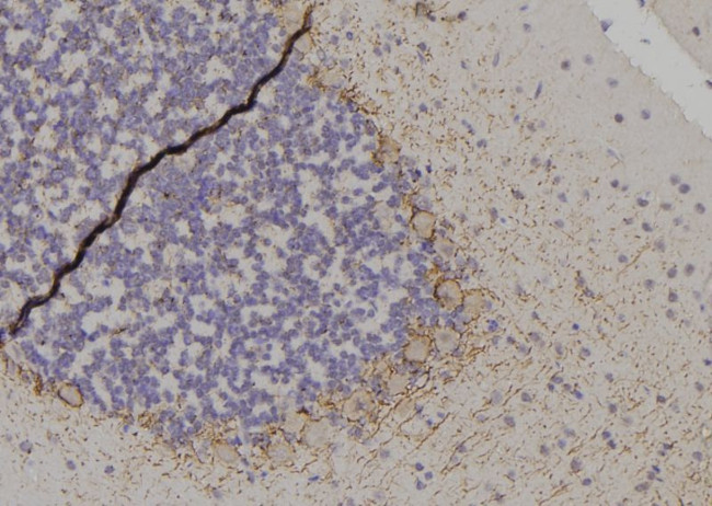 Phospho-14-3-3 zeta (Thr232) Antibody in Immunohistochemistry (Paraffin) (IHC (P))