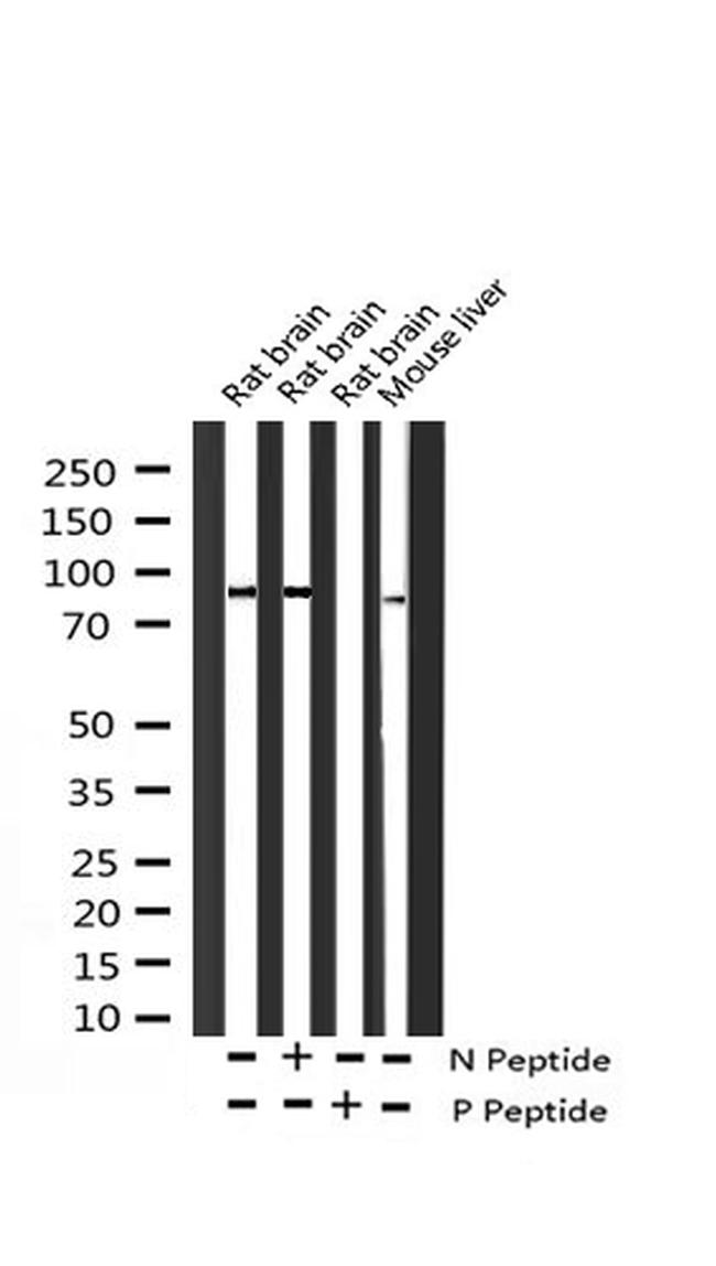 Phospho-ADAM17 (Thr735) Antibody in Western Blot (WB)