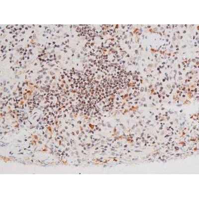 Phospho-FOXO4 (Thr451) Antibody in Immunohistochemistry (Paraffin) (IHC (P))